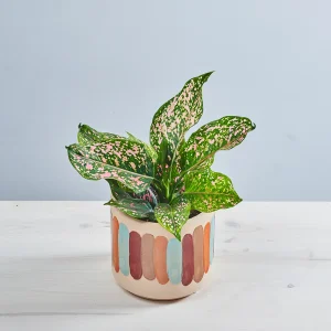 Aglaonema pink leopard