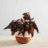 Begonia macrophylla black forest