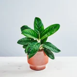 Aglaonema silver freckles