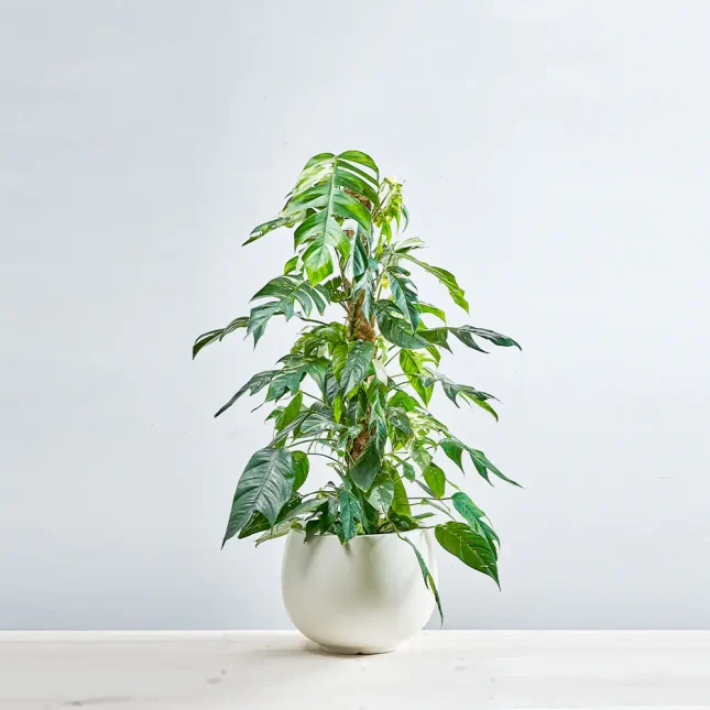 MS201k_0000_MS20 0 Epipremnum pinnatum variegata