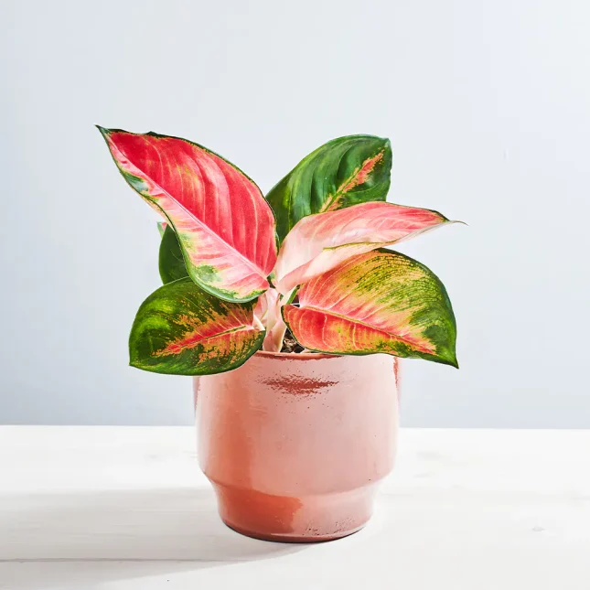 MS201k_0008_MS20 8 Aglaonema chili red