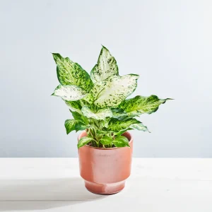 Dieffenbachia Amy