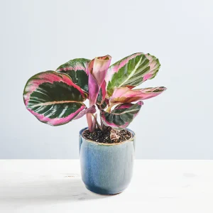 Calathea Princess Jesse baby