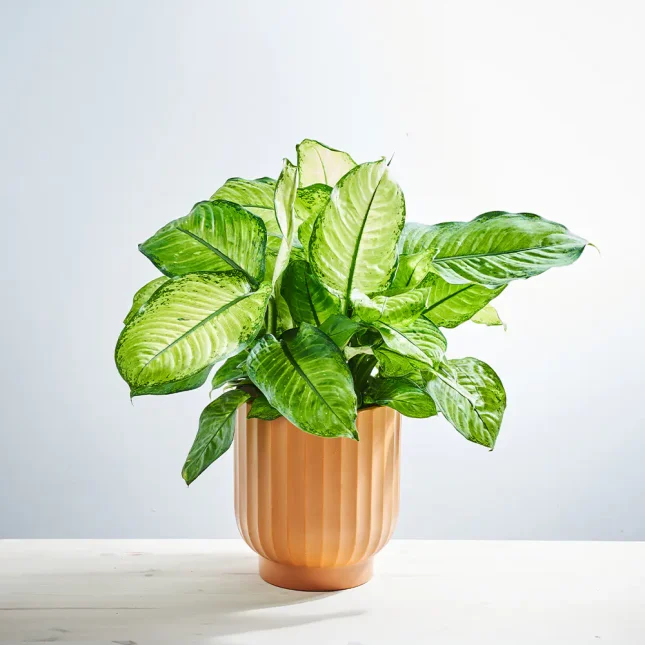 MS201k_0032_MS20 32 Dieffenbachia seguine Avocado