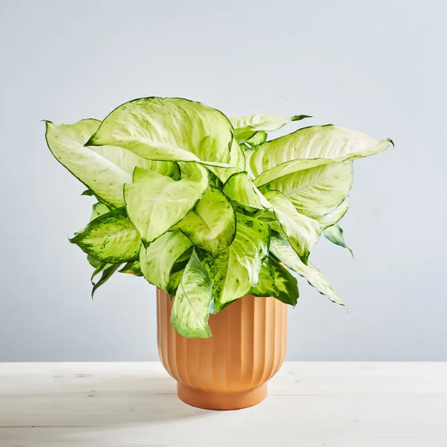MS201k_0037_MS20 37 Dieffenbachia seguine Martha