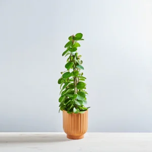 Cissus rotundifolia