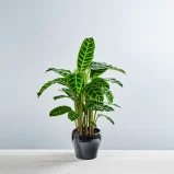 Calathea zebrina