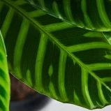 MS201k_0047_MS20 47