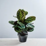 Calathea medallion