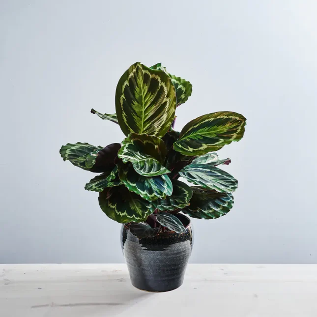 MS201k_0051_MS20 51 Calathea medallion