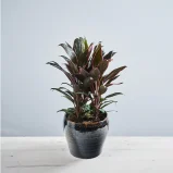 Kordylina fruticosa rumba (cordyline)