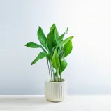 Aspidistra wyniosła (aspidistra elatior)