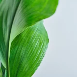 MS211k_0036_MS21 36